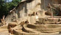 зоопарк (parc zoologique de paris (zoo de vincennes)))