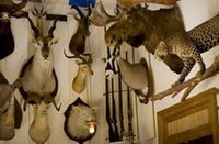 музей охоты и природы (musée de la chasse et de la nature)