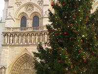 парижане нашли применение рождественским елкам